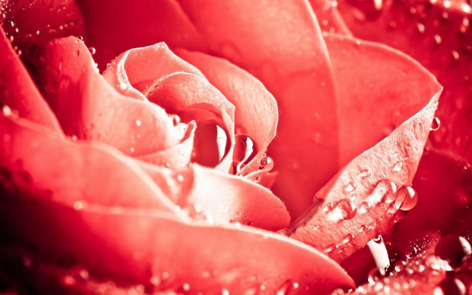 fresh desktop 1920x1200 wallpaper