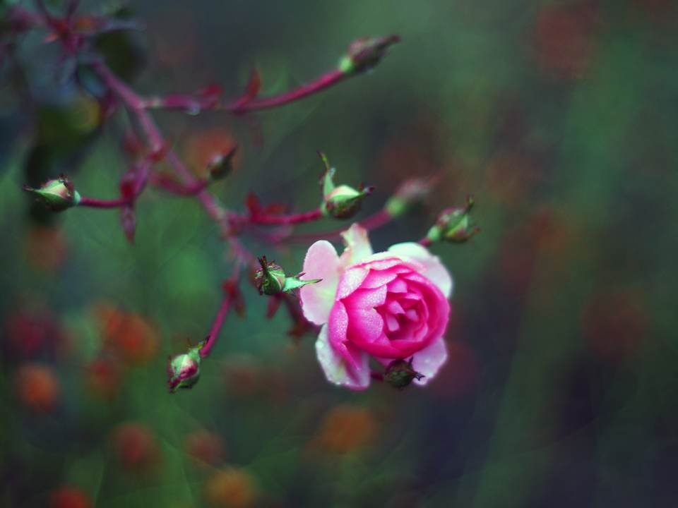 fresh desktop 4608x3456 wallpaper