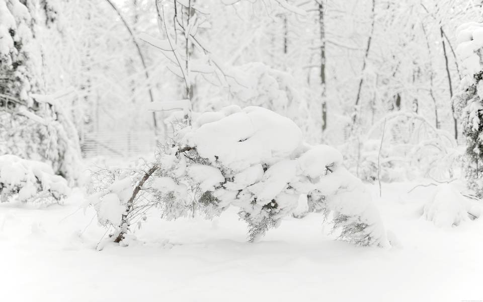 fresh desktop 2560x1600 wallpaper