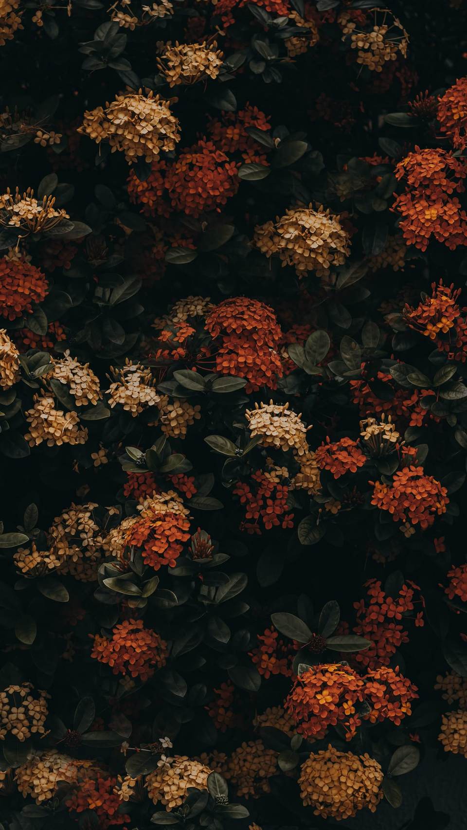 phone 1200x2133 wallpaper