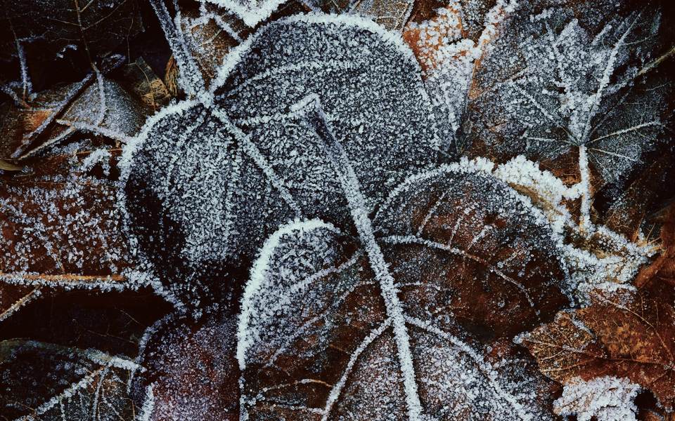 fresh desktop 1920x1200 wallpaper
