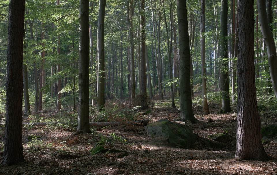 forest desktop 7020x4435 wallpaper