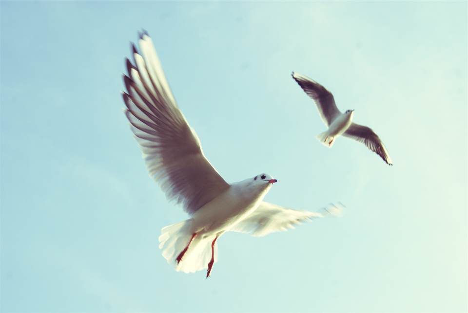 fresh desktop 2504x1676 wallpaper
