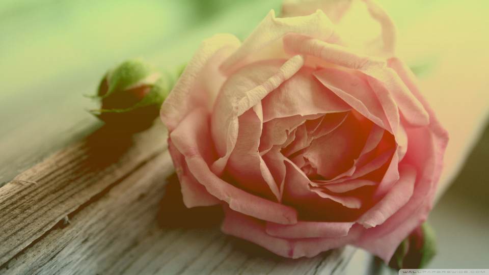 fresh desktop 1920x1080 wallpaper