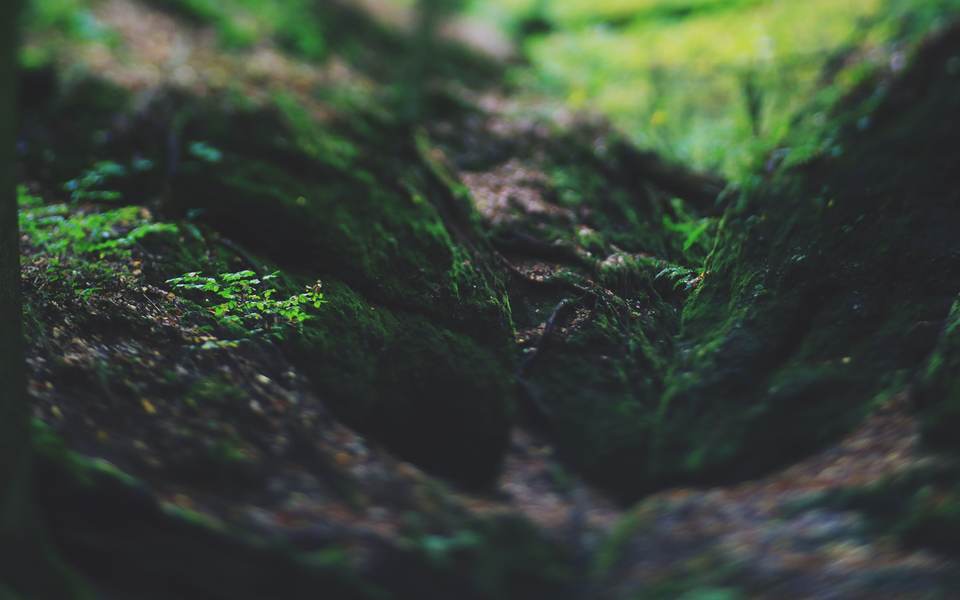 fresh desktop 2560x1600 wallpaper