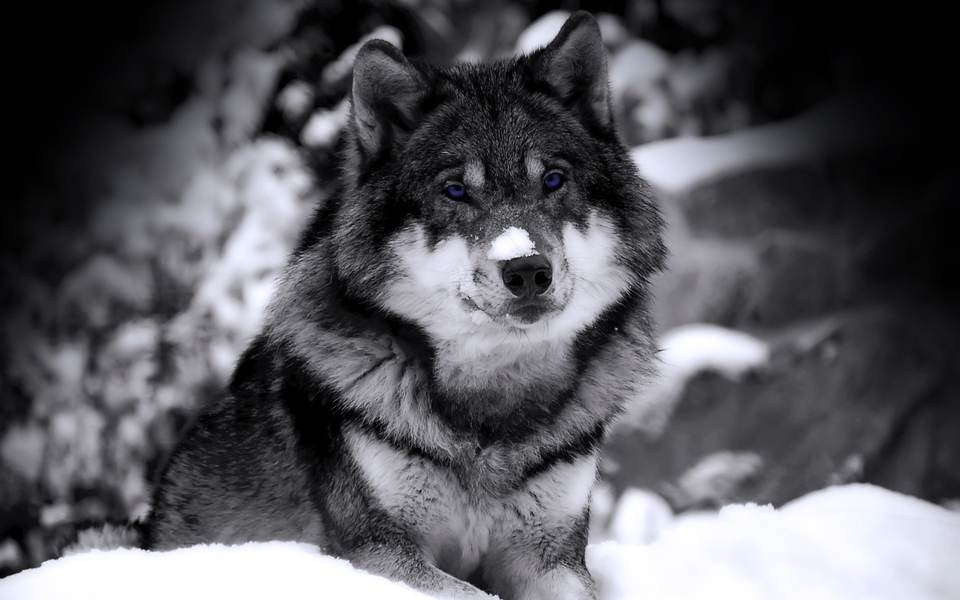 fresh desktop 1920x1200 wallpaper