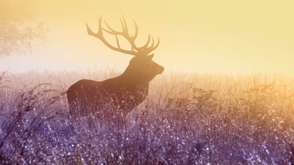 fresh desktop 1920x1080 wallpaper