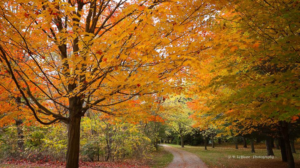 forest desktop 2048x1152 wallpaper