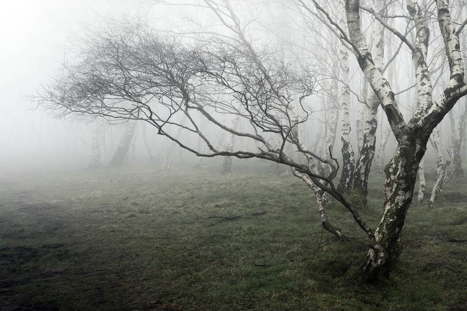 fresh desktop 2560x1707 wallpaper