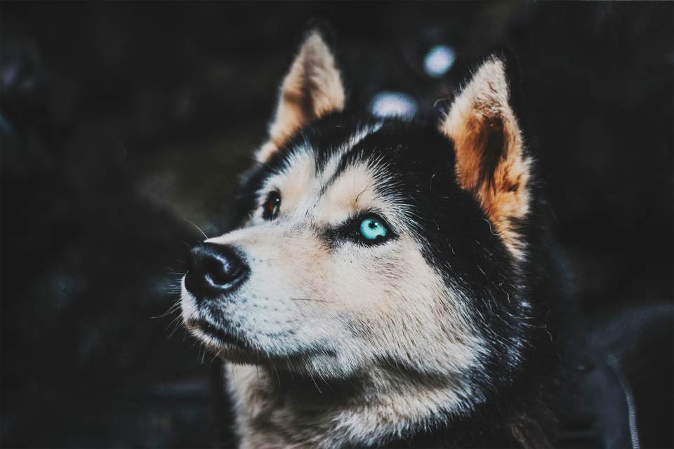 fresh desktop 2500x1667 wallpaper