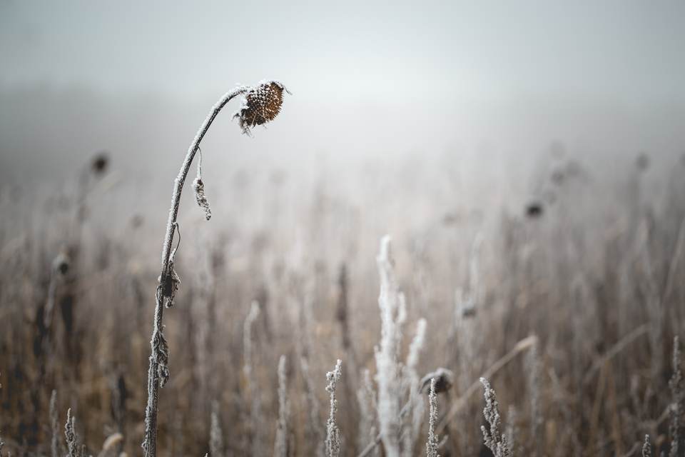 fresh desktop 2560x1707 wallpaper