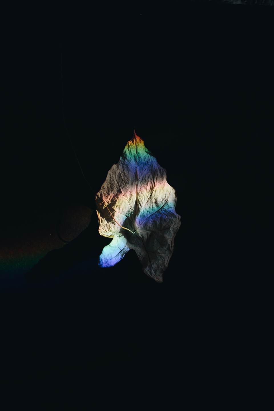 fresh phone 4016x6016 wallpaper