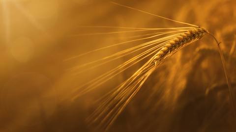 fresh desktop 2048x1152 wallpaper preview