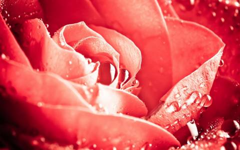fresh desktop 1920x1200 wallpaper preview