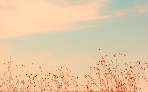fresh desktop 2560x1600 wallpaper preview