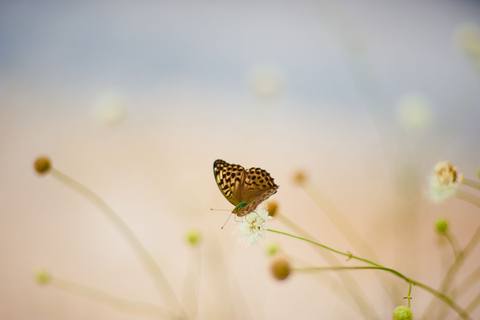 fresh desktop 1920x1278 wallpaper preview