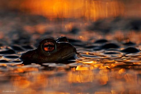 fresh desktop 2560x1707 wallpaper preview