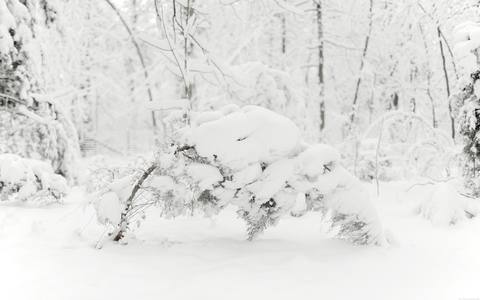 fresh desktop 2560x1600 wallpaper preview