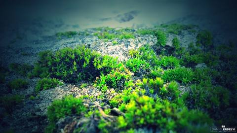 fresh desktop 2560x1440 wallpaper preview