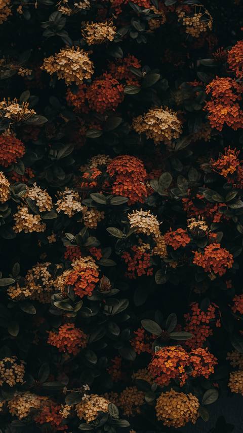 phone 1200x2133 wallpaper