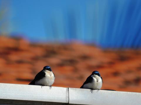 fresh desktop 2762x2059 wallpaper preview