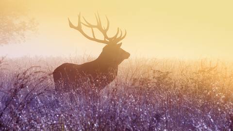 fresh desktop 1920x1080 wallpaper