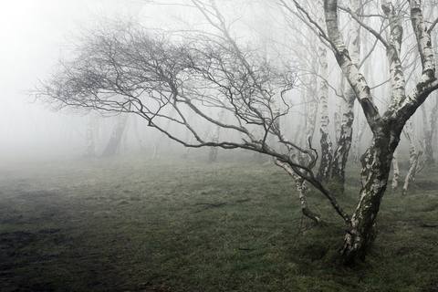 fresh desktop 2560x1707 wallpaper preview