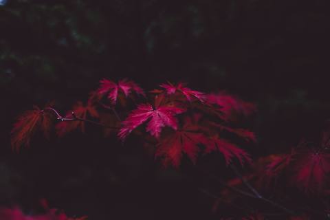 fresh desktop 4000x2667 wallpaper